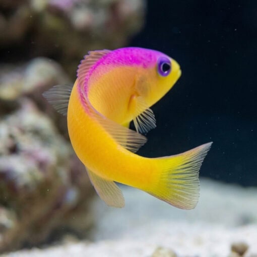 Bicolor Dottyback - Image 4