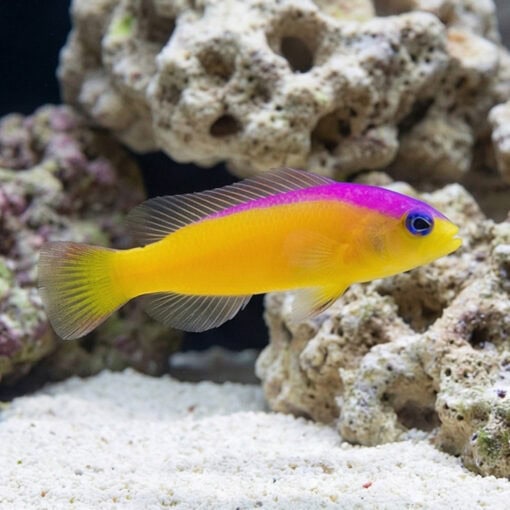 Bicolor Dottyback - Image 5