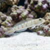 Diamond Goby
