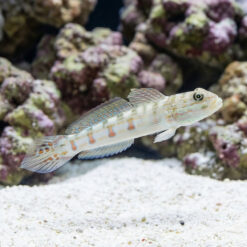 Diamond Goby
