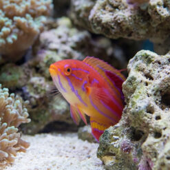 Alternative view of Diamond Tail Flasher Wrasse
