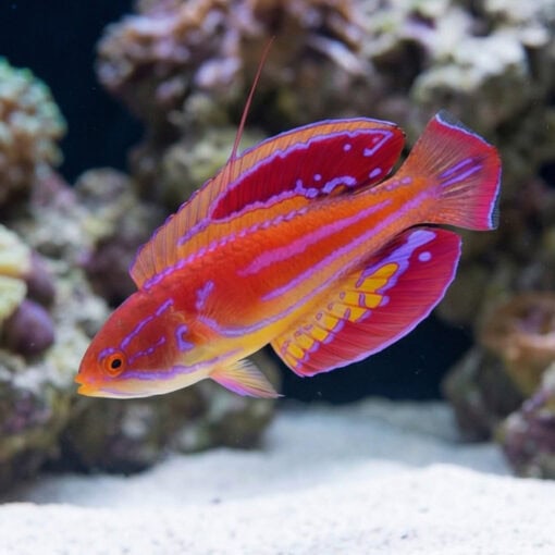 Diamond Tail Flasher Wrasse - Image 3