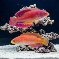 Diamond Tail Flasher Wrasse