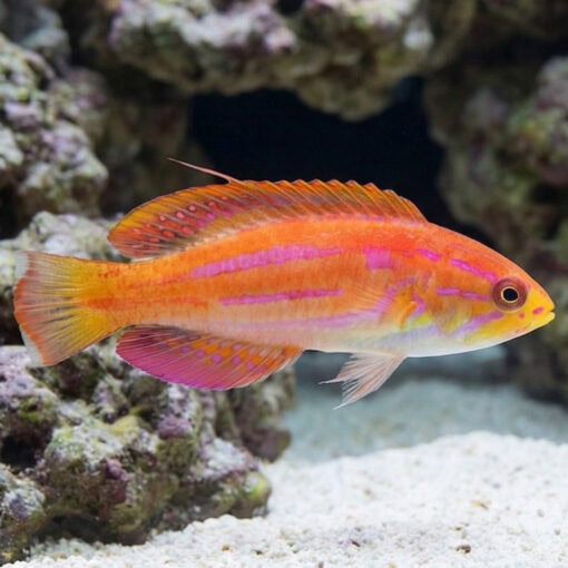 Diamond Tail Flasher Wrasse - Image 4