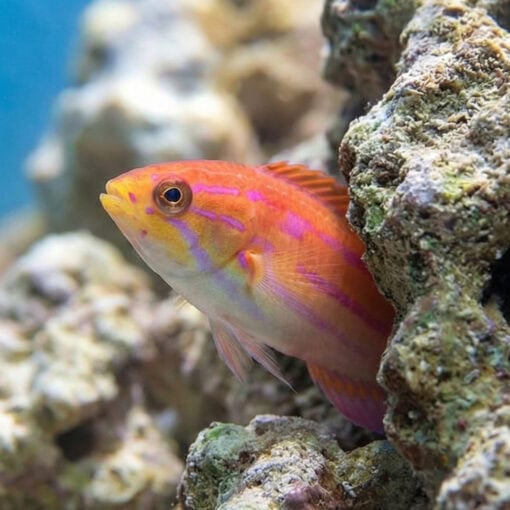 Diamond Tail Flasher Wrasse - Image 5
