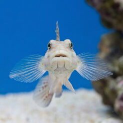 Alternative view of Diamond Goby