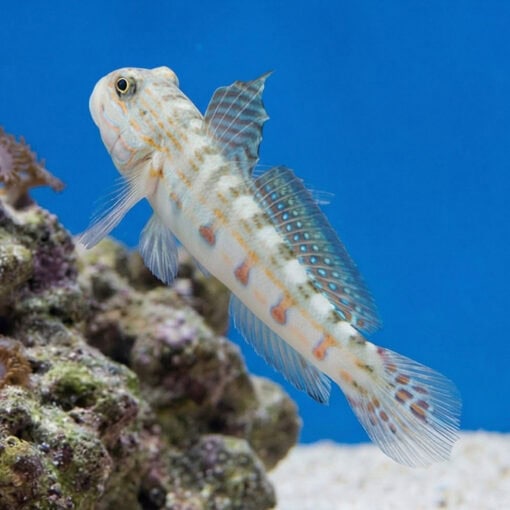 Diamond Goby - Image 3