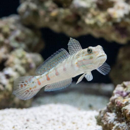 Diamond Goby - Image 4