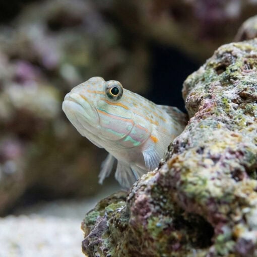 Diamond Goby - Image 5