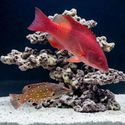 Diana's Hogfish