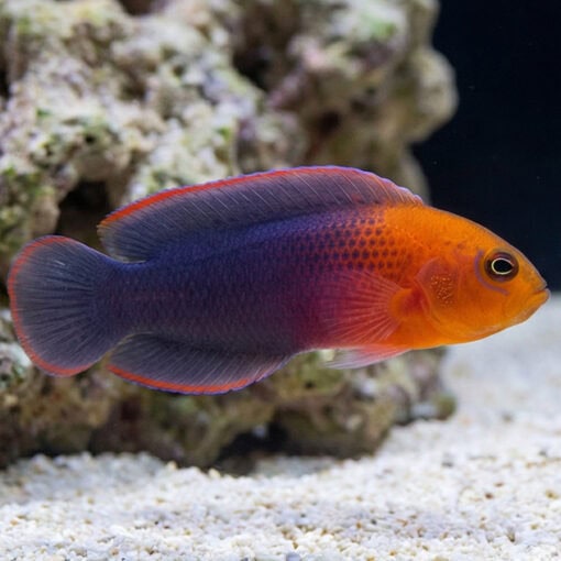 Dilectus Dottyback
