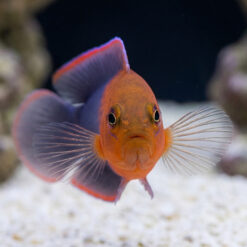 Alternative view of Dilectus Dottyback