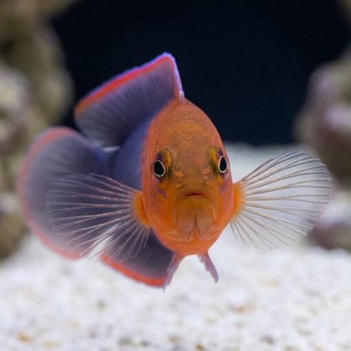 Dilectus Dottyback - Image 2