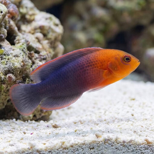 Dilectus Dottyback - Image 3