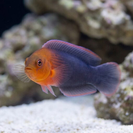 Dilectus Dottyback - Image 4