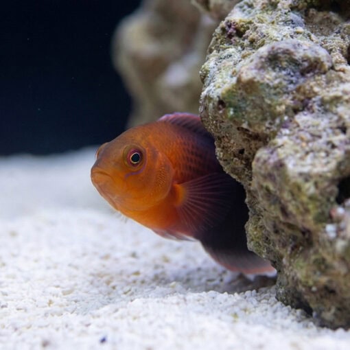 Dilectus Dottyback - Image 5