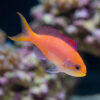 Dispar Anthias