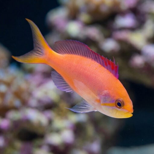 Dispar Anthias