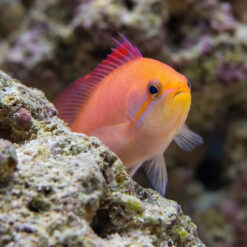Alternative view of Dispar Anthias