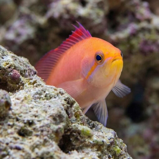 Dispar Anthias - Image 2