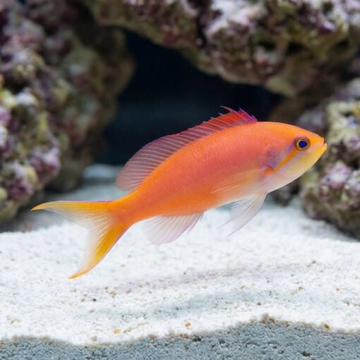 Dispar Anthias - Image 3