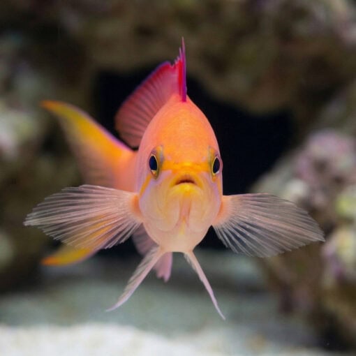 Dispar Anthias - Image 4
