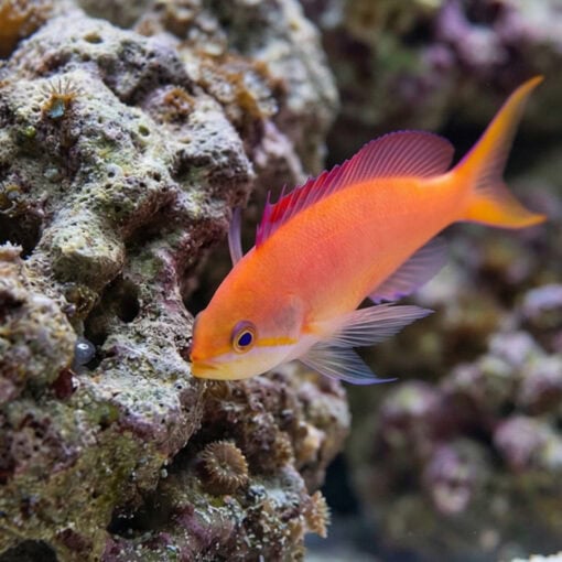 Dispar Anthias - Image 5