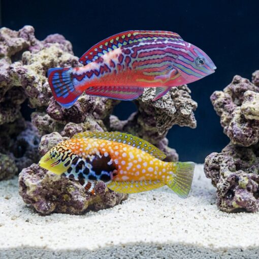 Divided Leopard Wrasse