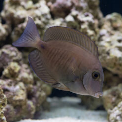 Doctorfish Tang