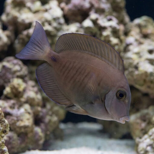 Doctorfish Tang