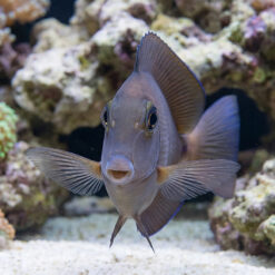 Alternative view of Doctorfish Tang