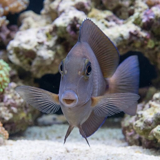 Doctorfish Tang - Image 2