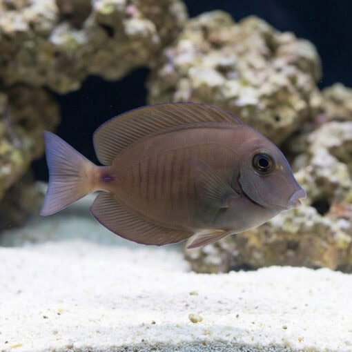 Doctorfish Tang - Image 3