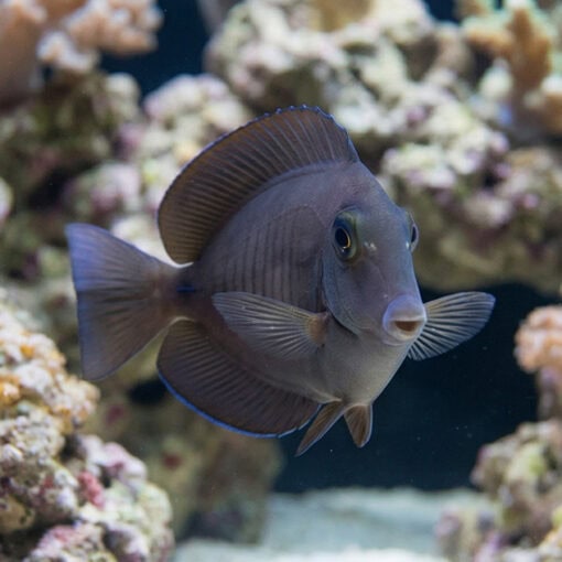 Doctorfish Tang - Image 4