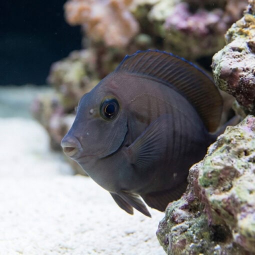 Doctorfish Tang - Image 5
