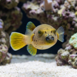Alternative view of Blackspotted Dogface Puffer
