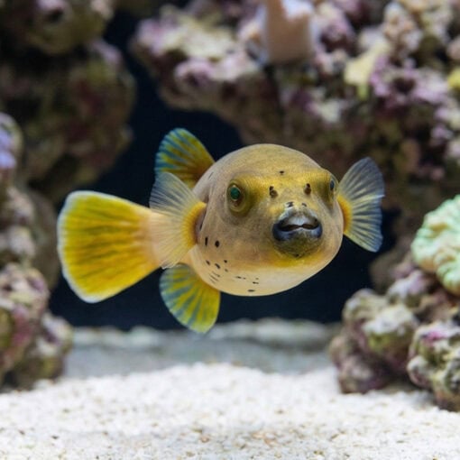 Blackspotted Dogface Puffer - Image 2