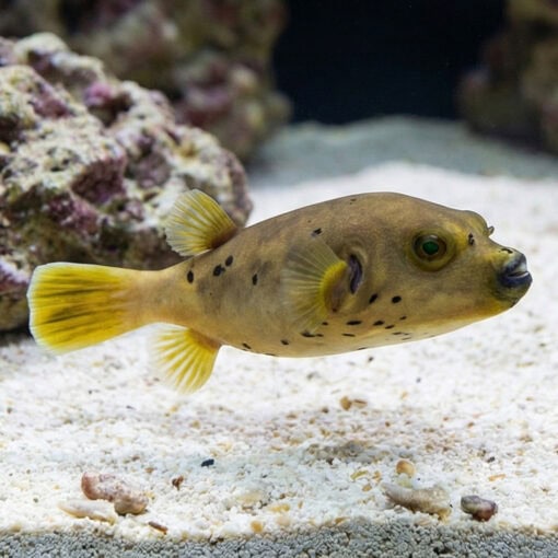 Blackspotted Dogface Puffer - Image 3