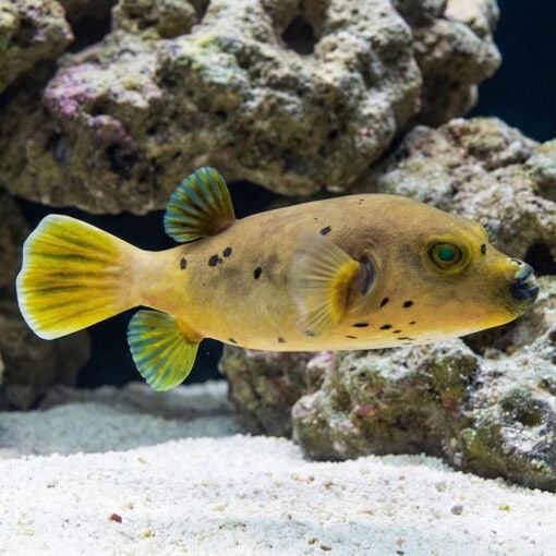 Blackspotted Dogface Puffer - Image 5