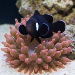 Alternative view of Domino Ocellaris Clownfish: Captive Bred