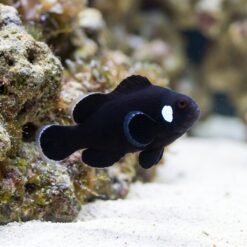 Domino Ocellaris Clownfish: Captive Bred