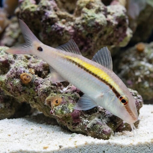 Dot and Dash Goatfish