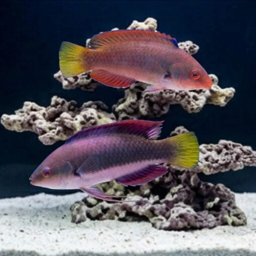 Dotted Fairy Wrasse