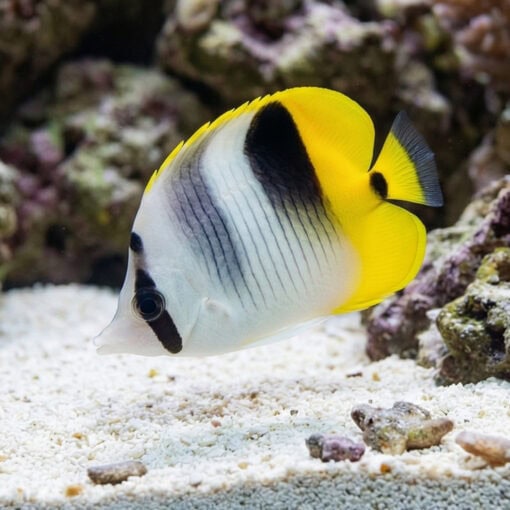 False Double Saddle Butterfly - Image 3