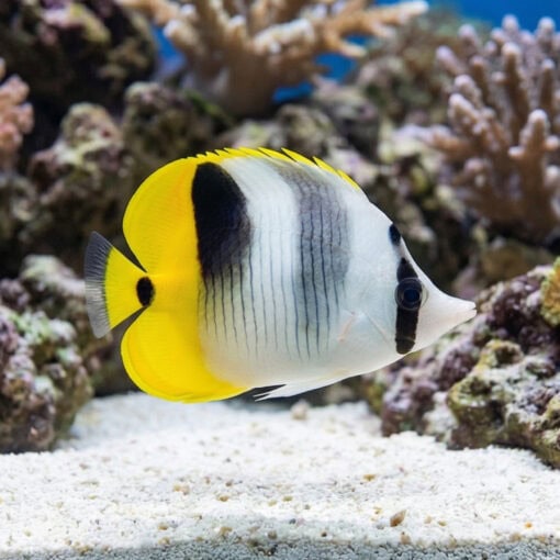 False Double Saddle Butterfly - Image 5