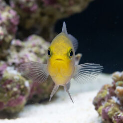 Alternative view of Double Striped Dottyback