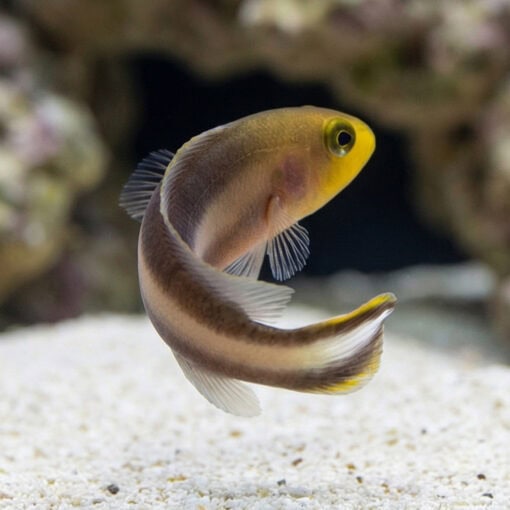 Double Striped Dottyback - Image 3