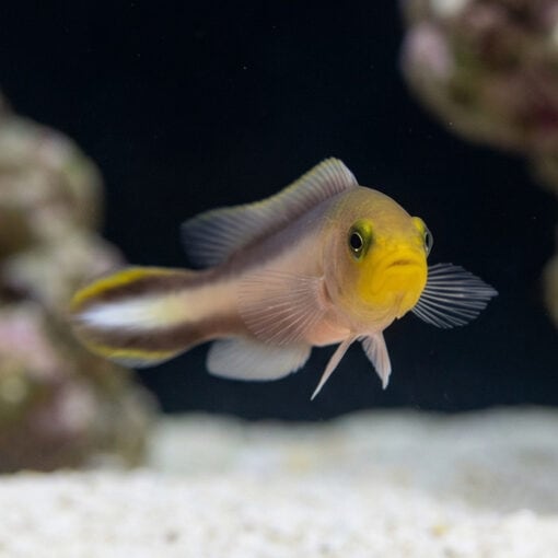 Double Striped Dottyback - Image 4