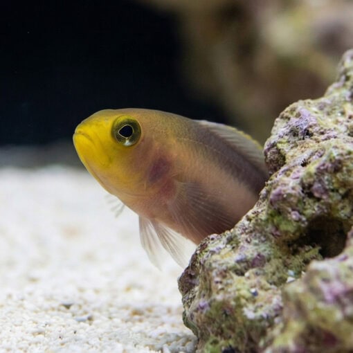 Double Striped Dottyback - Image 5