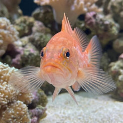 Alternative view of Dr. Seuss Soapfish